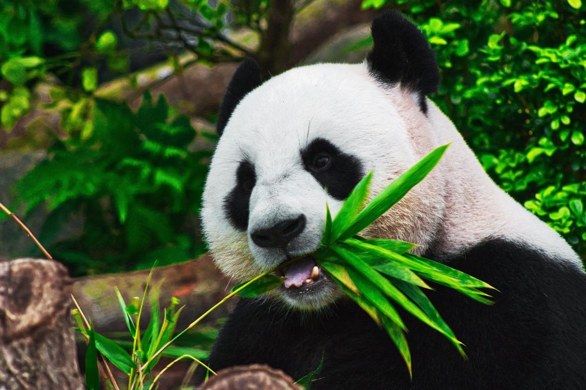 Ríete con unos divertidos pandas en China