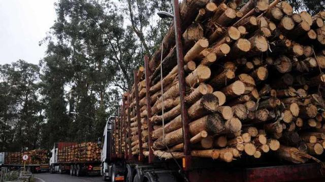 Imagen de archivo con camiones cargados de madera a la cola en la entrada de Ence. // Gustavo Santos