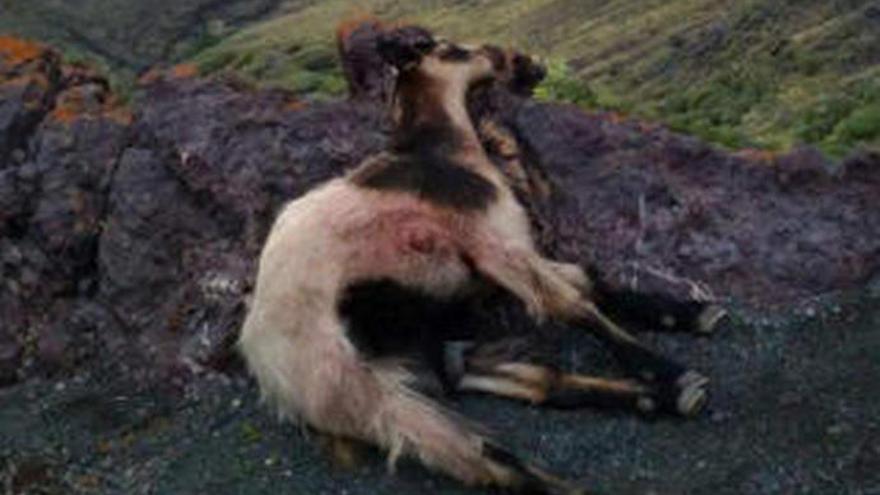 El Cabildo dejará de matar cabras asilvestradas en la Reserva de Guguy