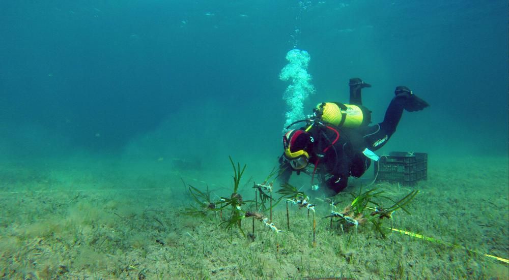 El proyecto de plantación de posidonia en Pollença alcanza el 60% de la superficie prevista