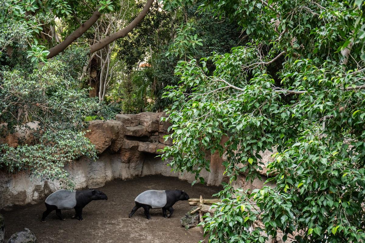 Tapirs malais a BIOPARC Fuengirola