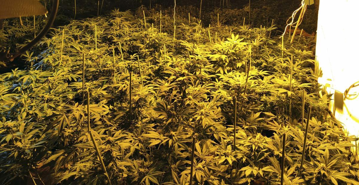 El invernadero tenía alrededor de 400 plantas de marihuana en fase de cultivo