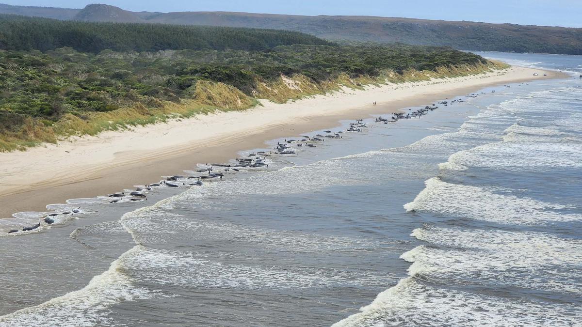 Unas 230 ballenas varadas en una remota playa de isla australiana de Tasmania