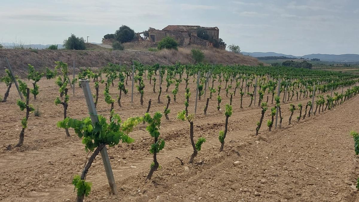 Unas de las viñas del Penedès, en Castellví de la Marca, afectadas por la sequía.