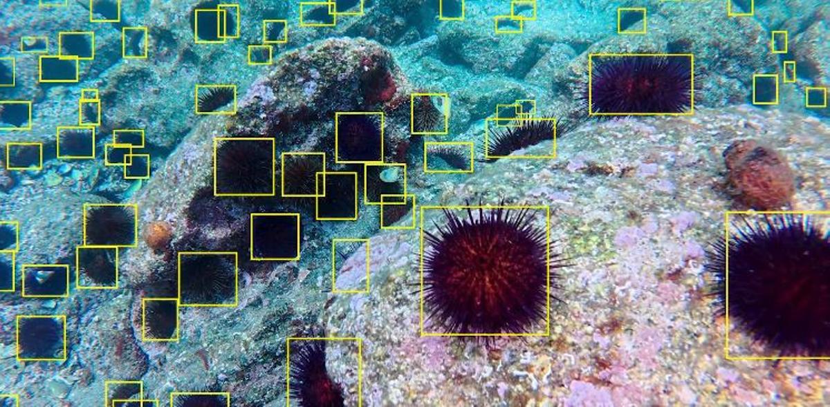 Erizos identificados gracias a la IA y la tecnología del proyecto Perizia.
