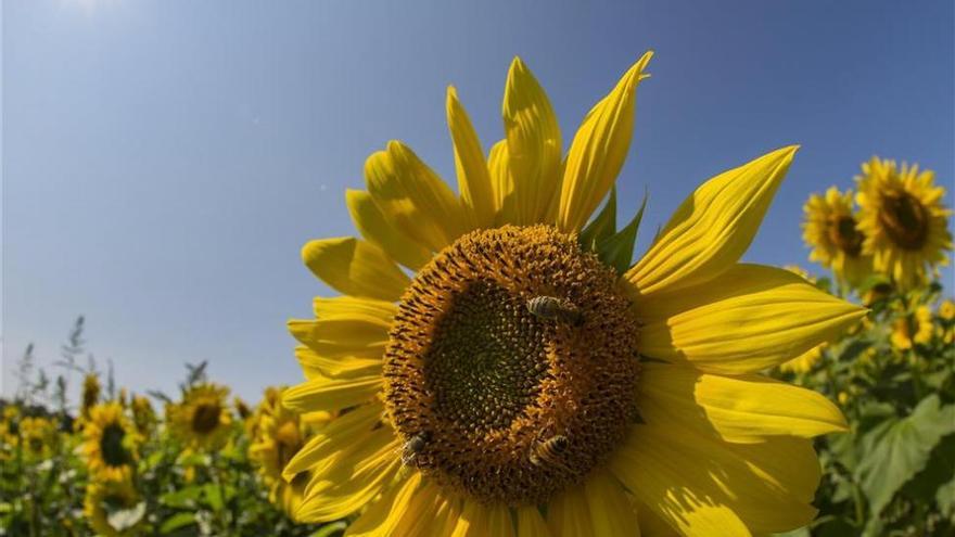 Aemet prevé un octubre con escasez de lluvias en Andalucía