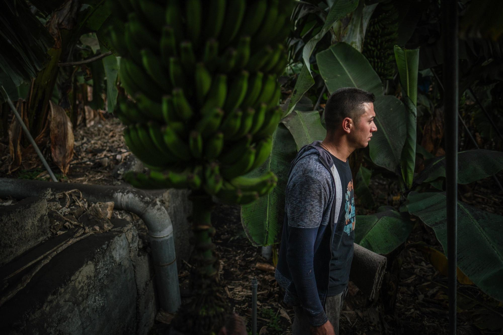 Corte, transporte y empaquetado de plátanos en La Palma