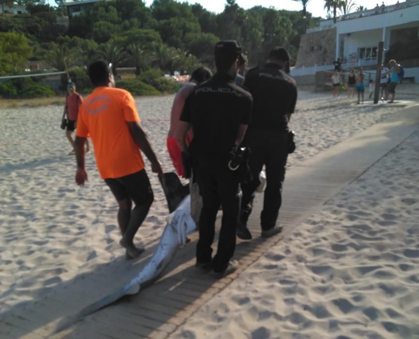 Pánico por la aparición de un tiburón en la playa de Calas de Mallorca