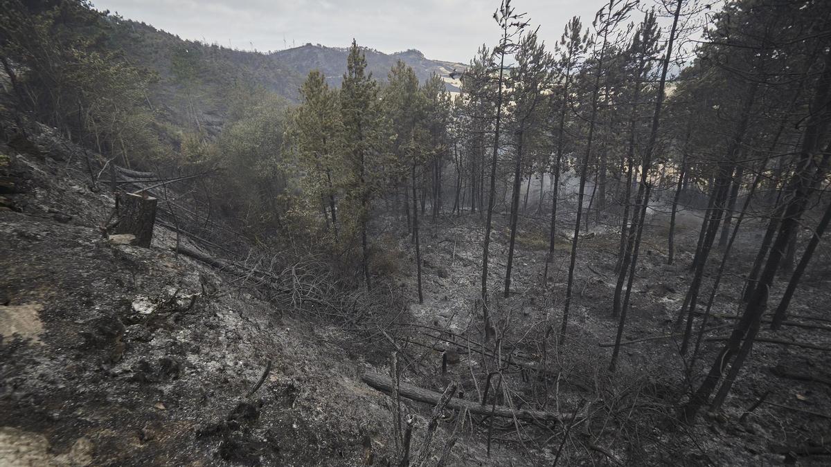 Una zona afectada por un incendio forestal.
