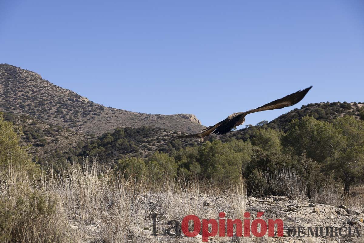 Suelta de dos buitres leonados en la Sierra de Mojantes en Caravaca