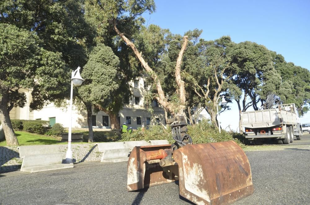 El Concello tala tres eucaliptos con riesgo de caída