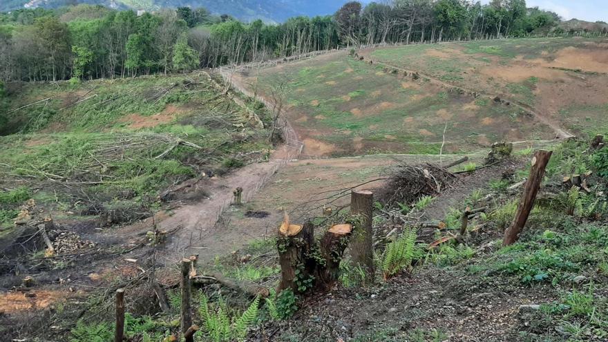 El Carbayu reactivará la campaña de apadrinamiento para plantar más castaños