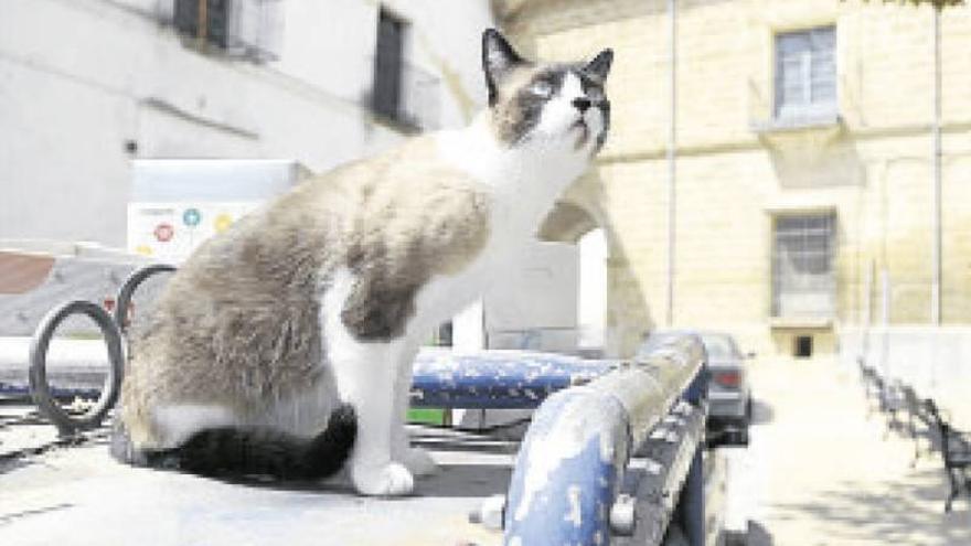 El Ayuntamiento impulsa un plan para controlar la superpoblación de gatos