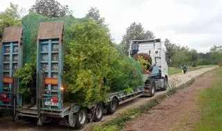 Llegan a Silleda los árboles de gran porte para Avenida do Parque