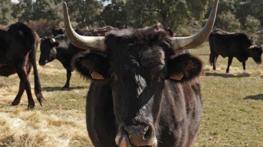 Ejemplar de vaca sayaguesa en una finca de la provincia.