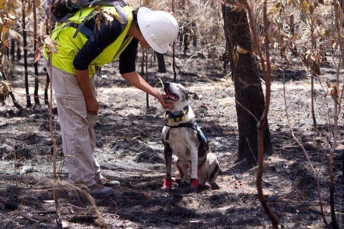 Premian a un perro australiano por salvar del fuego a 100 koalas