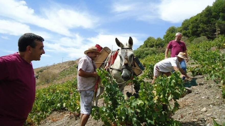 Una de las fincas situadas en Moclinejo donde la empresa Dimobe recolecta su materia prima.