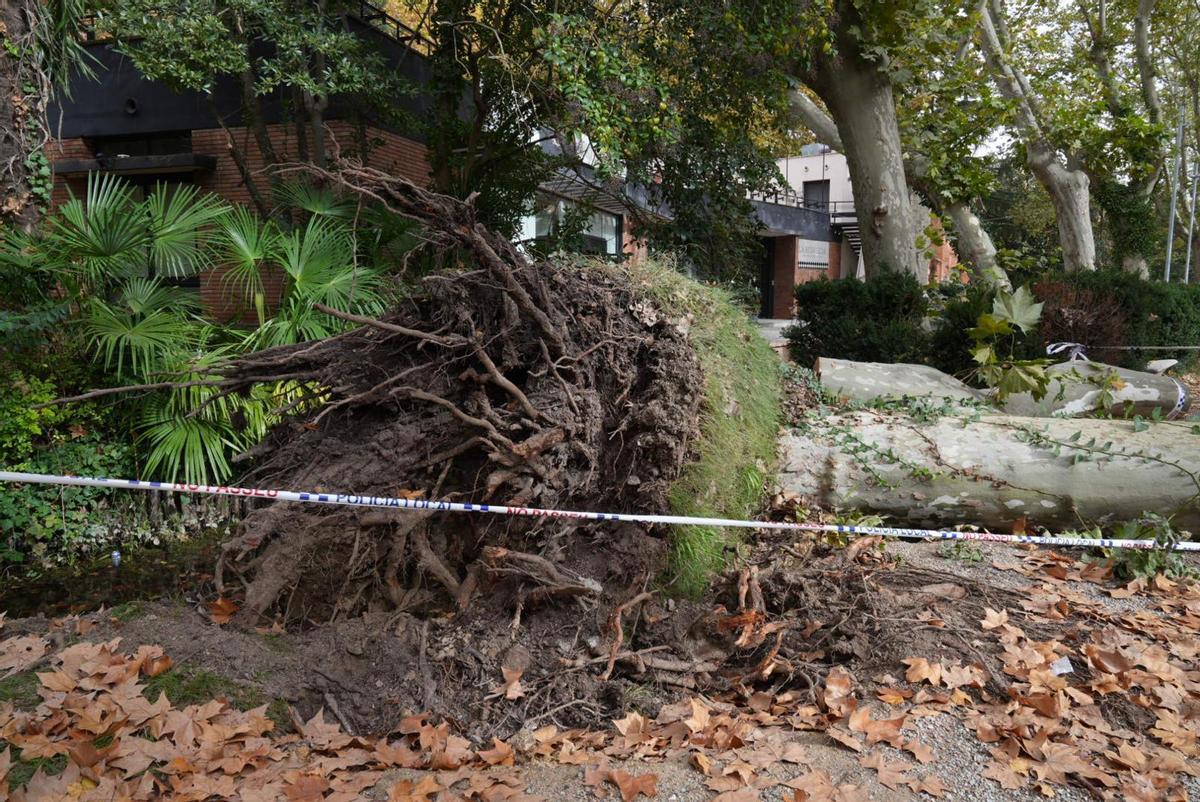 Un imatge del plàtan caigut fa unes setmanes a prop de la Rosaleda.
