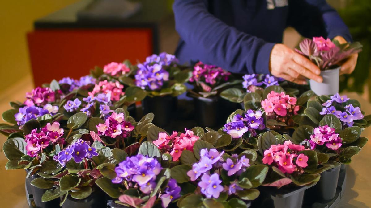 Àltima aposta per les ofrenes de planta viva i de cultiu local en els enterraments