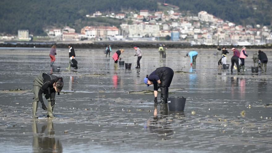 El sector marisquero lleva perdidos ya dos millones de euros en venta de almeja este año