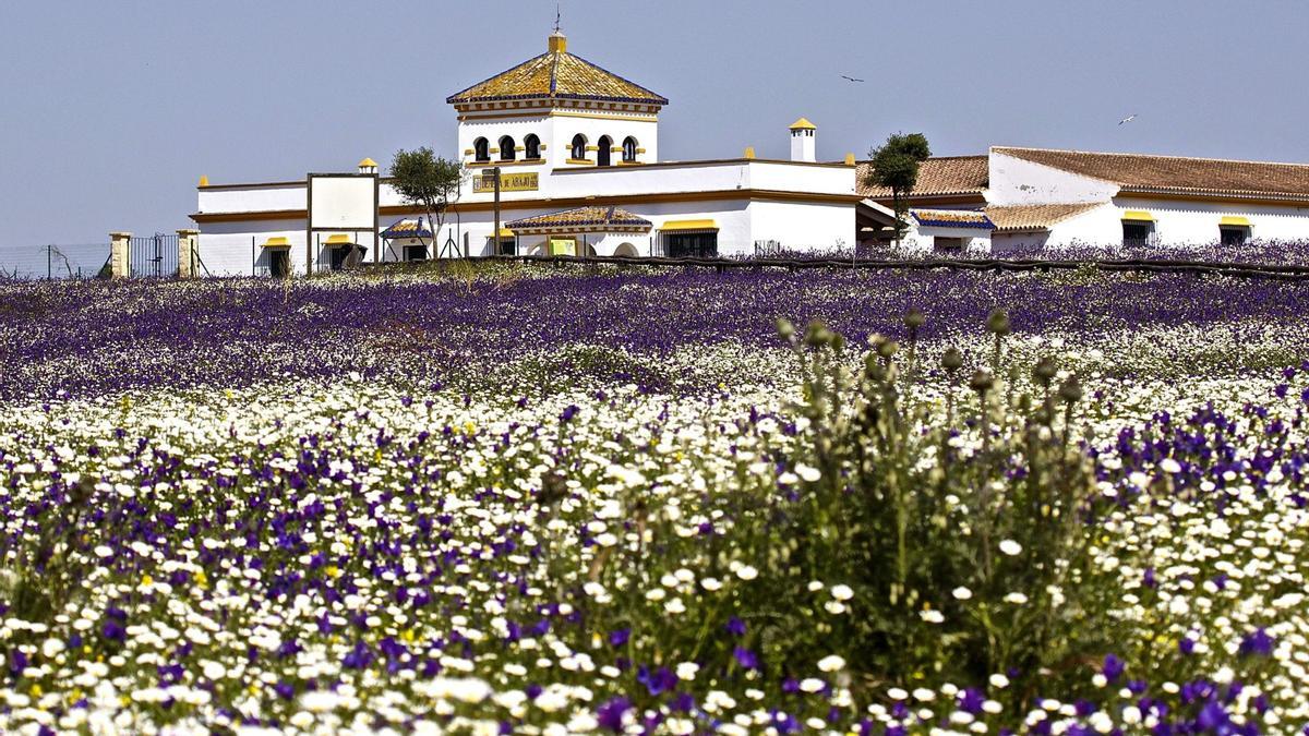 Las plantas en España ya florecen 22 días antes de lo normal