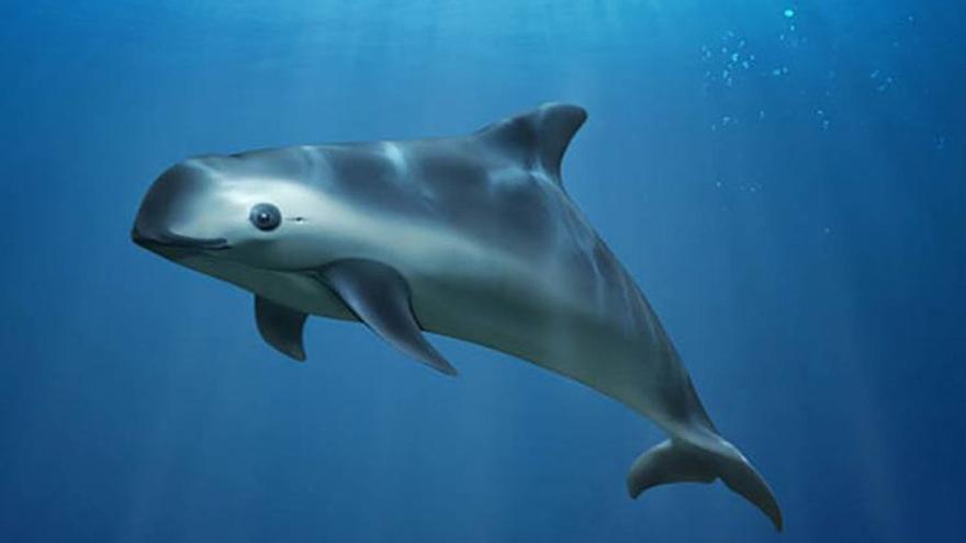 México moviliza al Ejército para salvar de la extinción al mamífero marino más raro del mundo