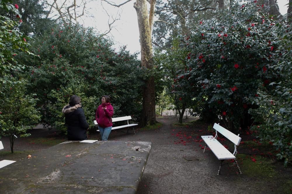 Camelias en el Botánico