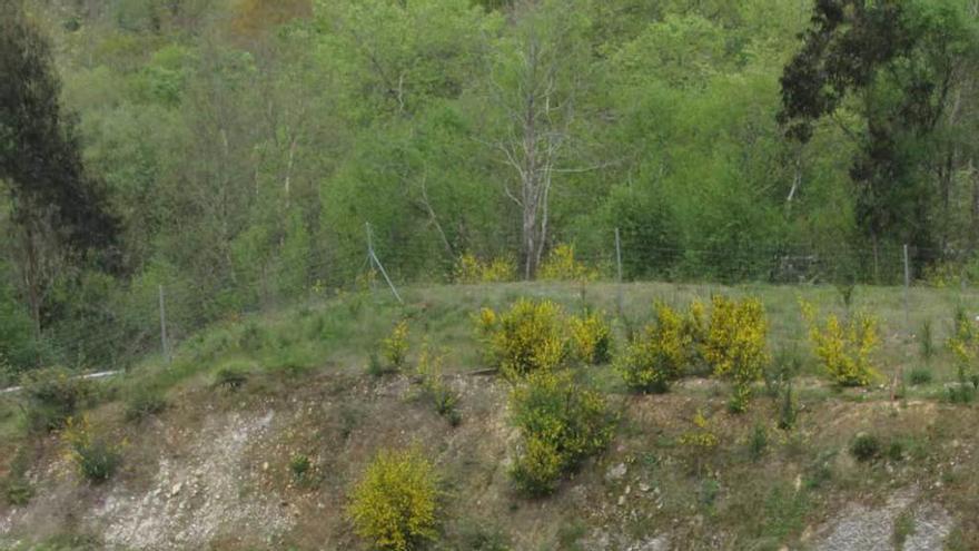 Llanes exige a Fomento minimizar el impacto de la autovía en Buelna