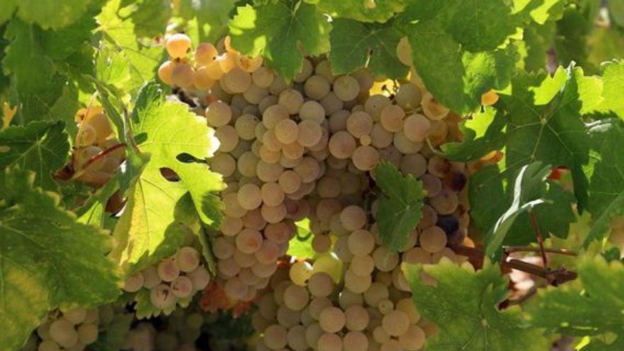 La uva madura a gran velocidad en Montilla-Moriles
