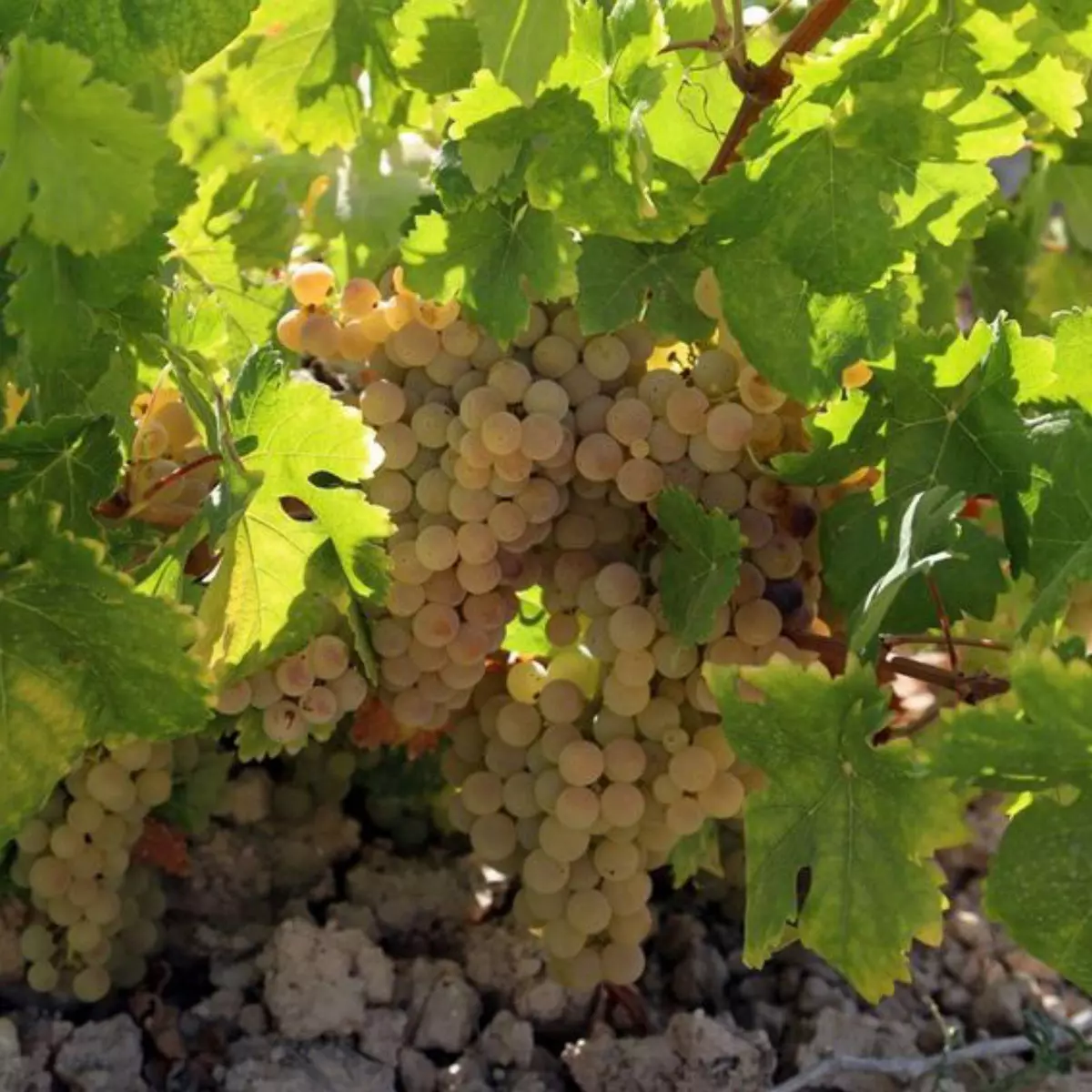 La uva madura a gran velocidad en Montilla-Moriles