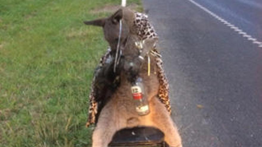 Cuerpo del canguro en la carretera