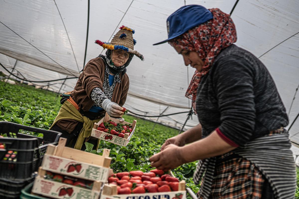 Sobreviví a los campos de fresas. En esta explotación agrícola de Huelva, 40 trabajadoras están fijas durante el año, pero para la cosecha de fresas, arándanos y frambuesas el empresario puede llegar a contratar a un centenar de temporeras.