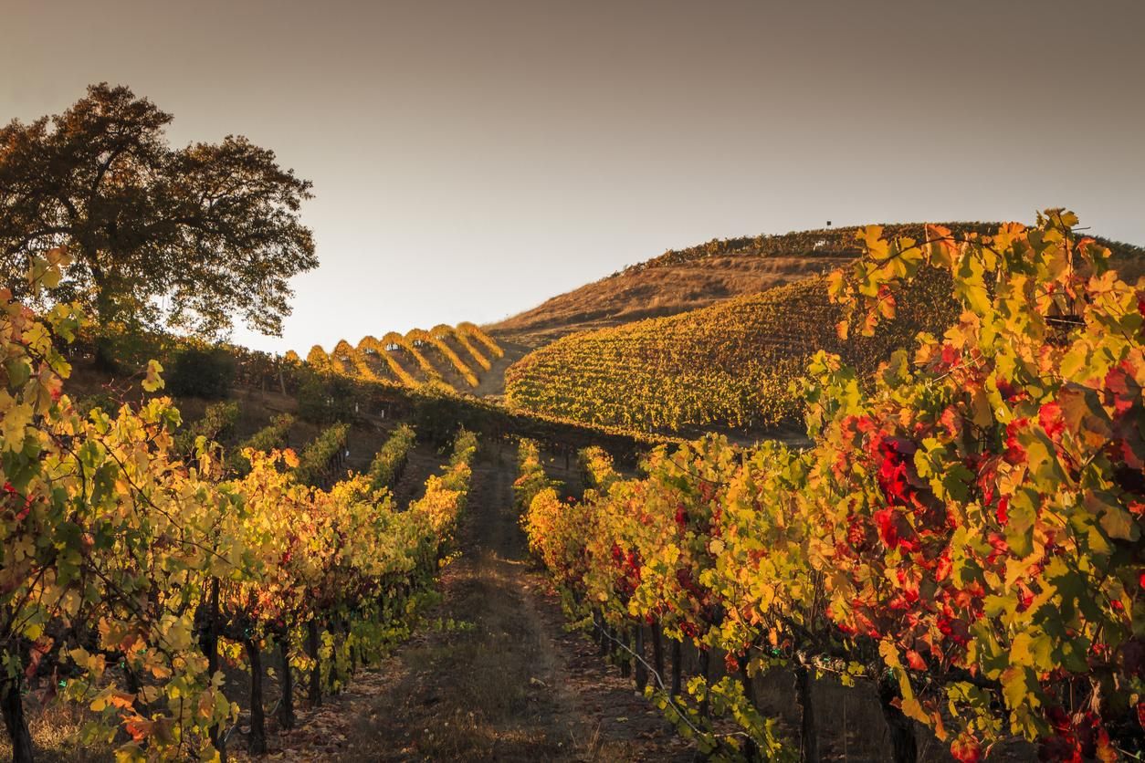 Atardecer otoñal en un viñedo de la Toscana