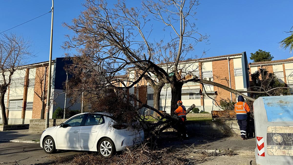 Árbol sobre un coche, cerca de la plaza de Ernest Lluch en Sant Boi de Llobregat