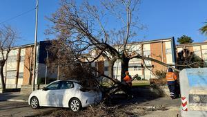 Árbol sobre un coche, cerca de la plaza de Ernest Lluch en Sant Boi de Llobregat