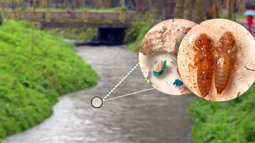 UVigo y Diputación analizan la presencia de microplásticos en insectos de los ríos pontevedreses