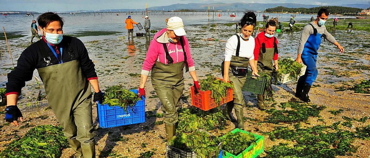 Durante este pésimo año las mariscadoras estuvieron realizando otras tareas, como limpieza.