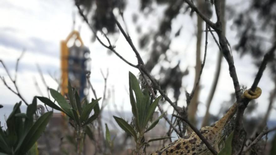 Fábrica de cemento de La Araña: así  es su hoja de ruta de descarbonización