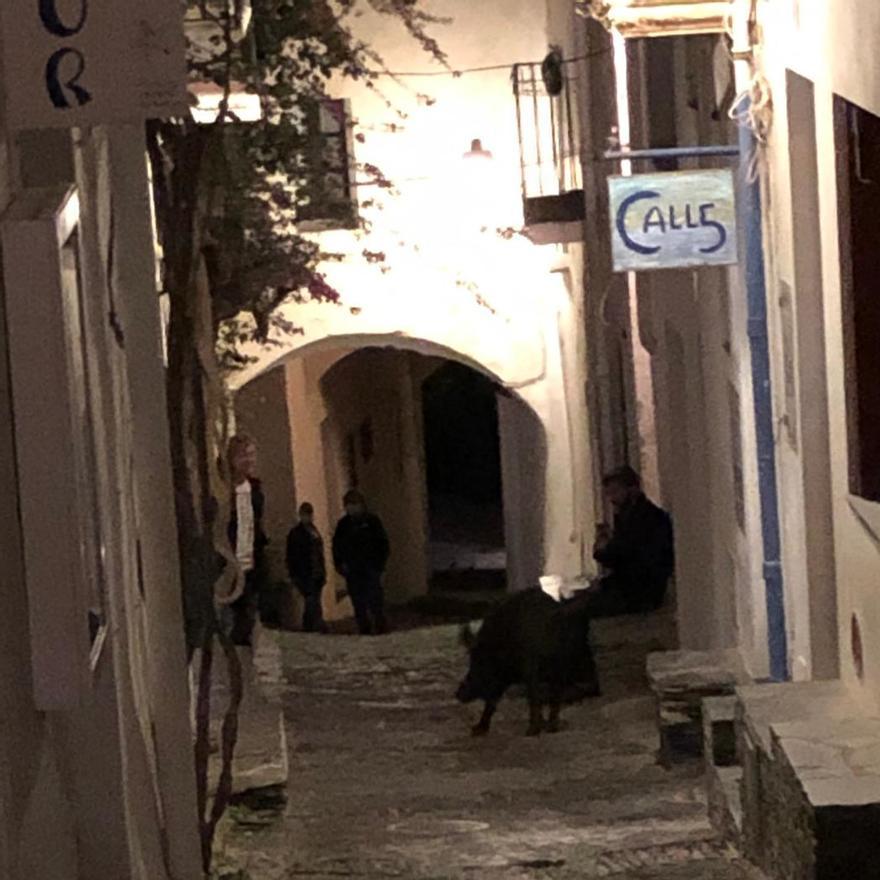 Senglars es passegen pel centre de Cadaqués