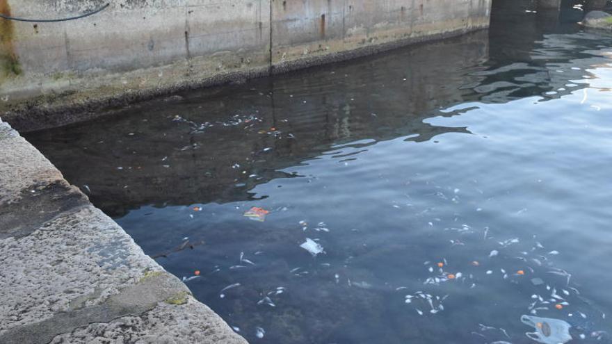 Imagen de archivo de suciedad y peces muertos en el espejo de agua del puerto