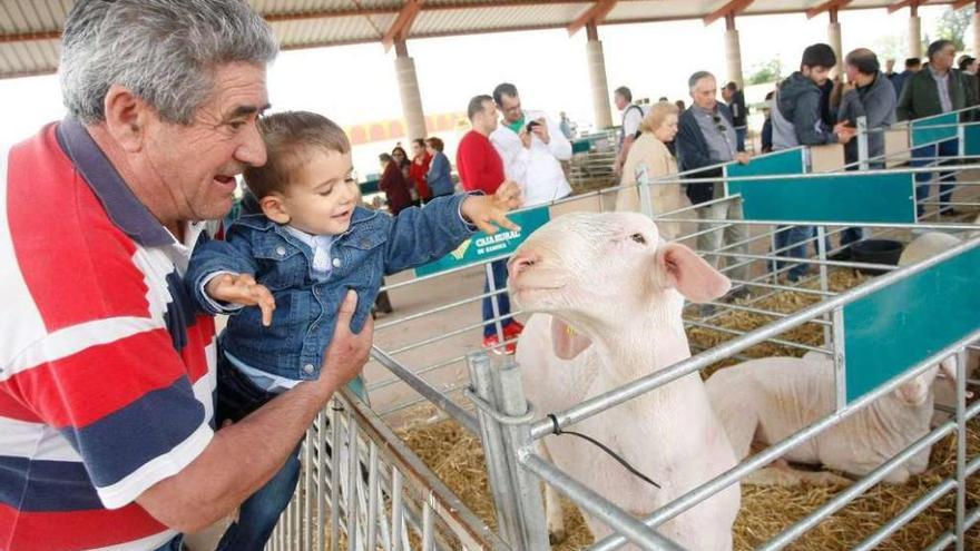 El público disfruta de las ovejas exhibidas ayer en la muestra Ovicampos, en Villalpando.