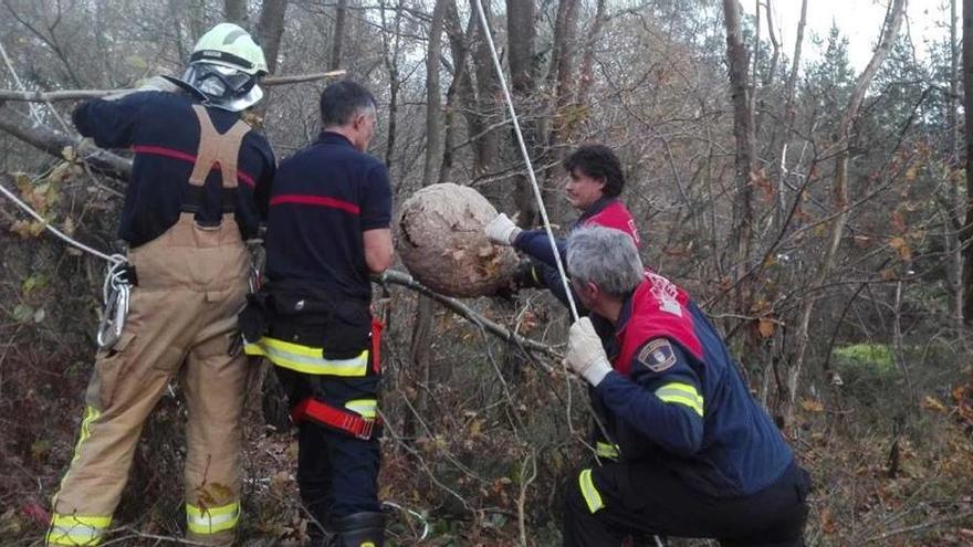 Los bomberos retirando el nido del árbol de San Lázaro Paniceres.