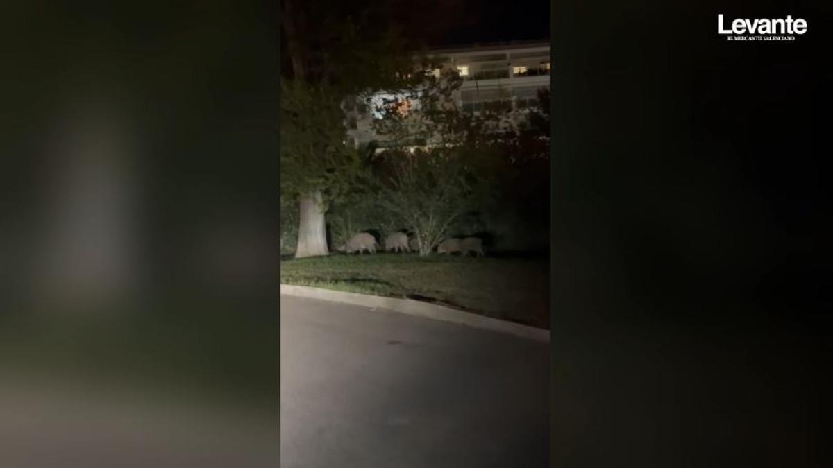 Una familia de jabalíes campa a sus anchas en una urbanización de Dénia