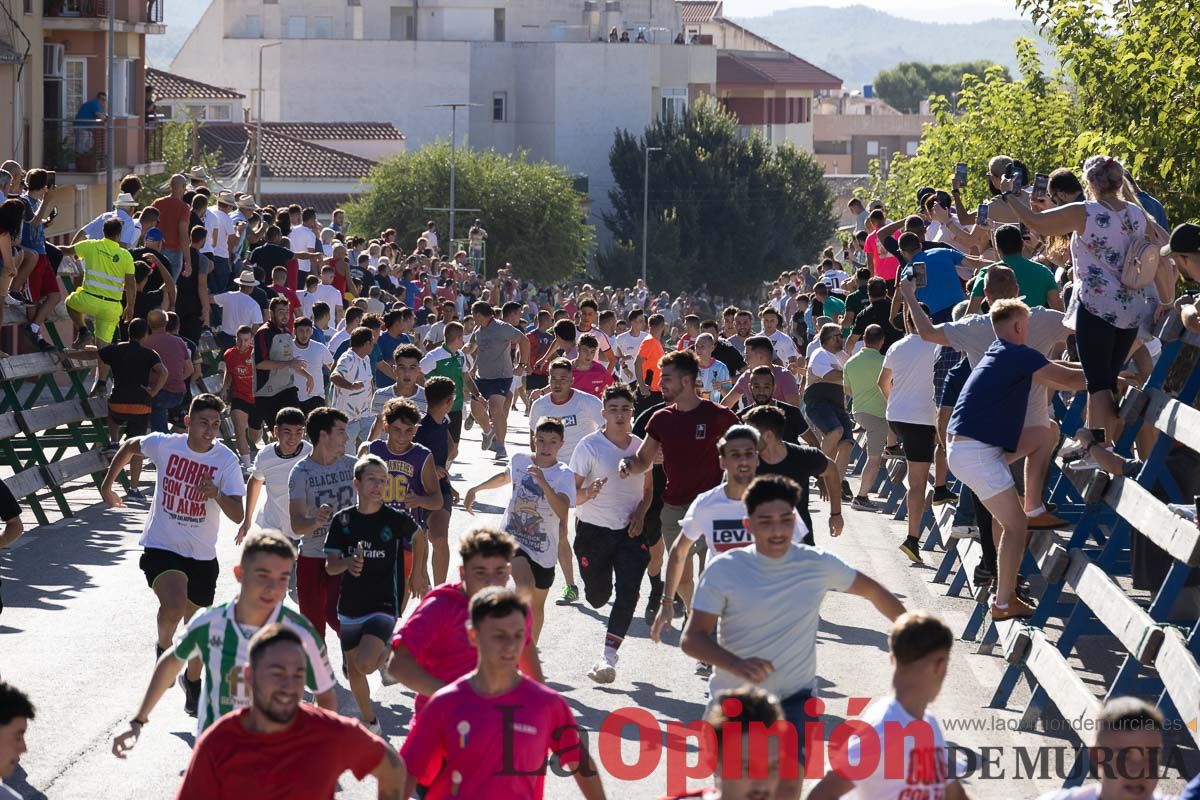 Cuarto encierro Feria del Arroz de Calasparra