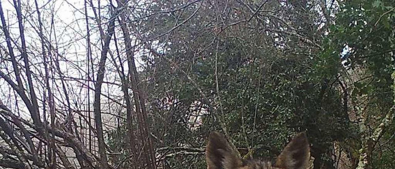 Fotografía de un lobo tomada en Grado por una cámara del FAPAS.