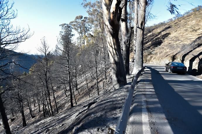 20-08-2019 VALLESECO. Zonas quemadas por el incendio, Barranco de Los Pajaritos. Fotógrafo: ANDRES CRUZ  | 20/08/2019 | Fotógrafo: Andrés Cruz