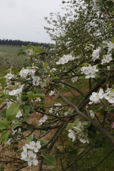 Manzanos en flor en Serín