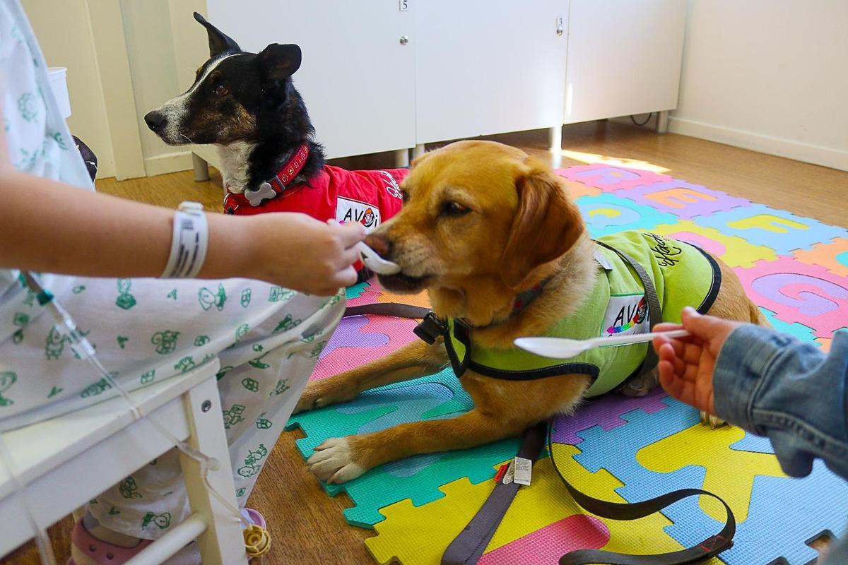 Los niños dan de desayunar a los animales durante una de las sesiones de intervención asistida con perros.