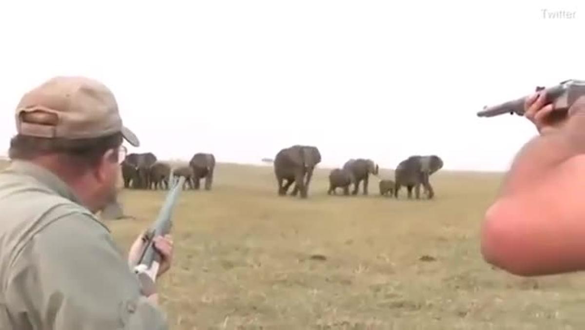 este-vdeo-da-una-rabia-infinita-unos-cazadores-disparan-a-un-elefante-que-lidera-una-manada-y-el-resto-al-ver-como-lo-matan-carga-contra-los-hombr