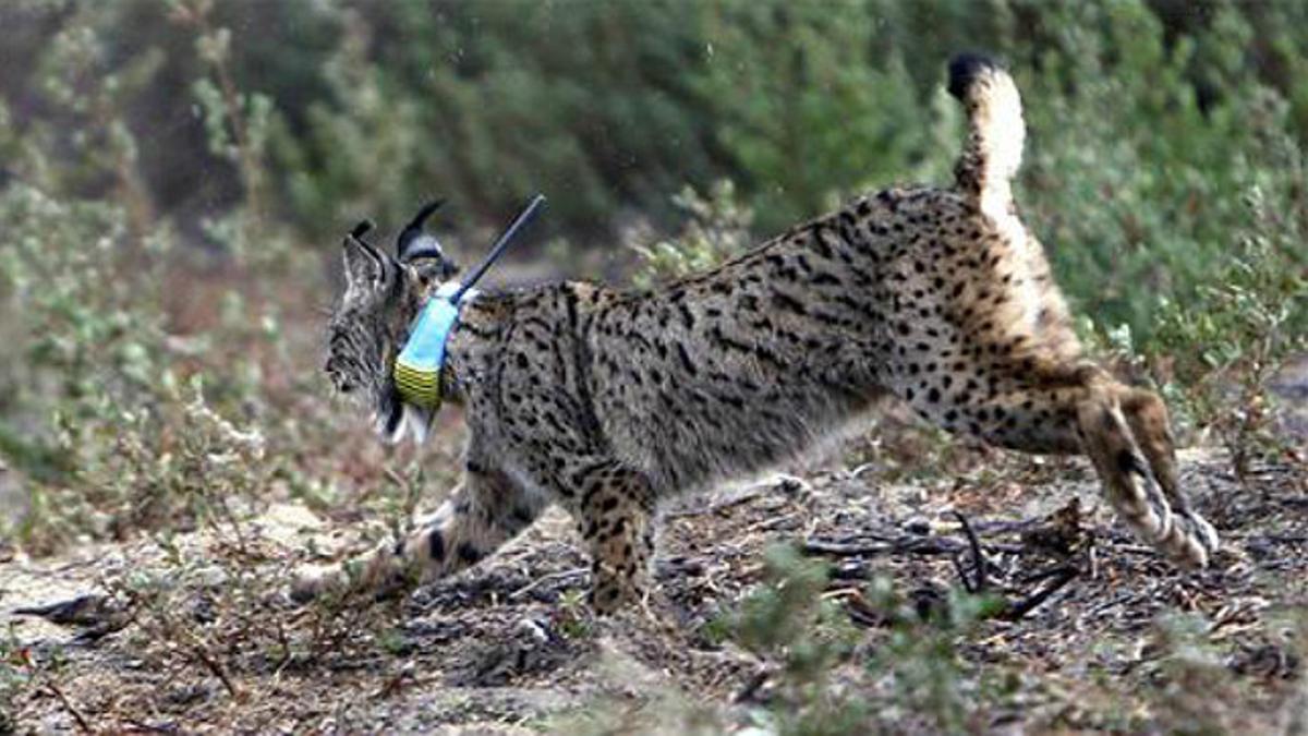 Lince en el centro de El Acebuche del parque nacional de Doñana